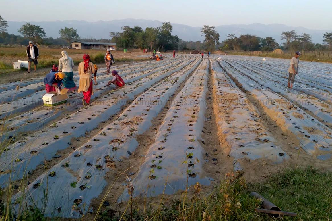 स्टेवरी लगाइँदै ।